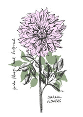 Hand drawn vector dahlia flower illustration. Garden plant background. Greeting card, poster design.