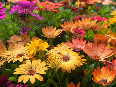 Flowers African daisy