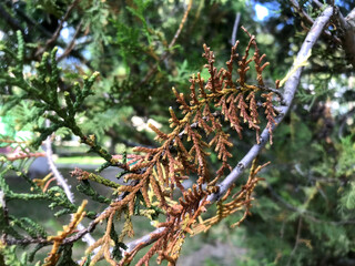 Green and brown foliage of a tree branch in natural light
