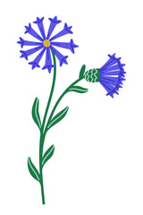 Flat vector illustration of a wild cornflower with vivid blue petals and green leaves. Hand drawn and isolated on a white background. Perfect for floral, botanical, and countryside themed designs