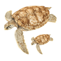 The watercolor illustration features two sea turtles, one larger and one smaller, swimming gently on a white background, with detailed patterns and expressive features.