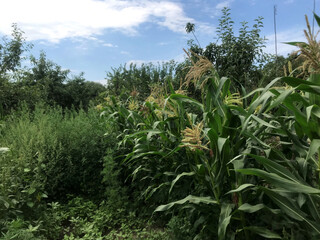 Corn and lush greenery in a sunny agricultural field