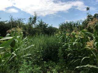 Obraz premium Fields of corn surrounded by lush greenery under a blue sky