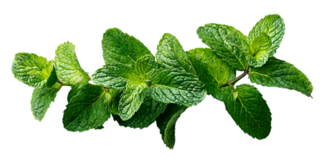 Vibrant green fresh mint leaves captured in close-up detail, offering a refreshing and natural element for culinary or wellness projects