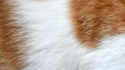 Ginger and white cat fur texture background.