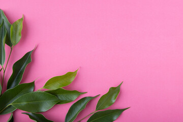Tropical flat lay ficus benjamina leaves branch on vibrant pink surface background