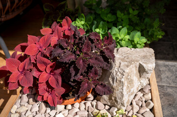 rock garden, composition of stones and plants, ornamental plants with red and green leaves