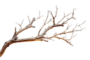 Fototapeta premium Striking bare tree branch, weathered and gnarled, showcasing intricate skeletal patterns and natural texture, perfect for artistic projects and seasonal themes.