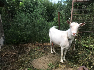White goat standing in a lush green pasture during daytime