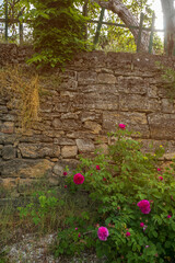 Red roses on the stone wall