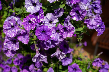 Beautiful colorful of freshness petunias flower in violet blossom and growth in pot