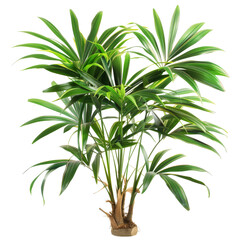 Fototapeta premium Lush, vibrant, tropical plant with broad, feathery fronds