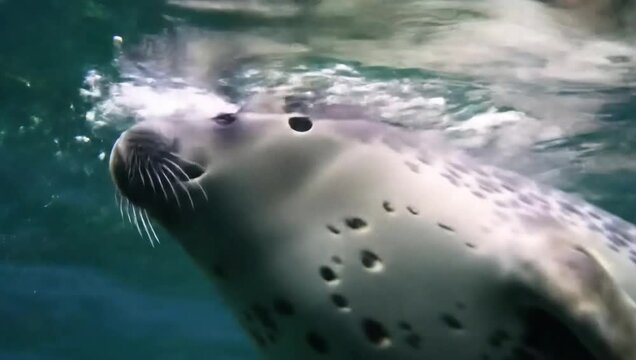 Close up of ringed seal and baby (Pusa hispida) swimming underwater, Arctic Sea, Svalbard, Norway. 
