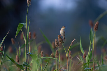 A beautiful small Baya weaver bird perched on a seeded plant stem, actively feeding. The soft green...