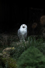 A large snowy owl (Bubo scandiacus) sits on the ground among grass with its beak open. 
Its...