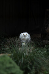 A large snowy owl (Bubo scandiacus) sits on the ground among grass. 
Its piercing gaze shows focus and the determination of a predator.