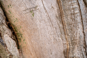 Old wood texture
