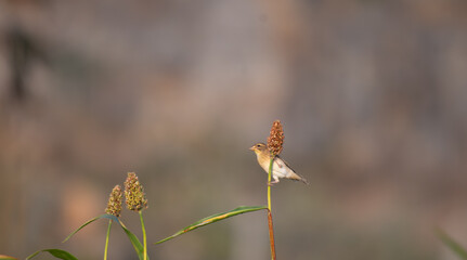 A beautiful small Baya weaver bird perched on a seeded plant stem, actively feeding. The soft green background highlighting the bird and intricate details of plant.