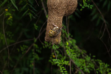 A beautiful baya weaver bird ridiculously builds its intricate nest, a wounder of natures engineering.