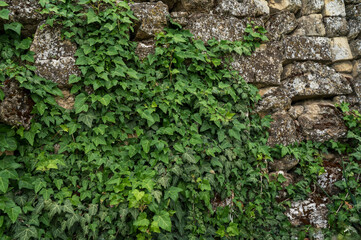 A close-up shot of a rustic stone wall covered with vibrant green ivy leaves. 