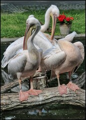 Regal Pelicans by the Wate