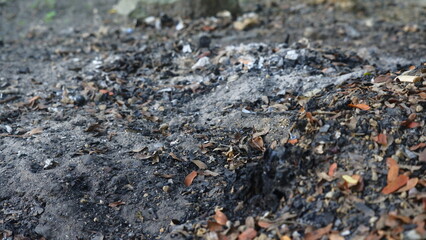 Burnt Ground with Scattered Ashes and Charred Leaves