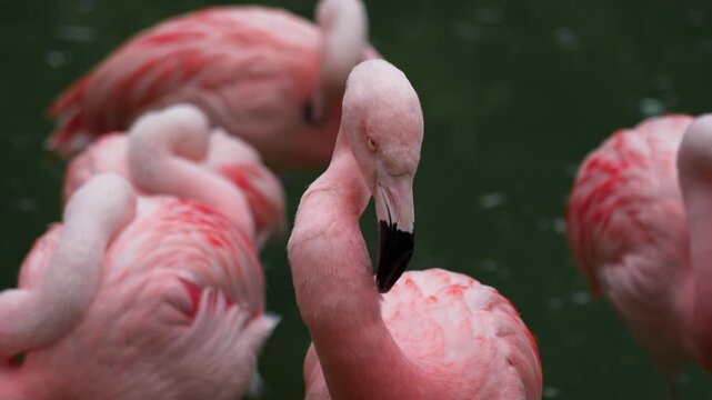 A pink flamingo is captured in a close-up by the water, preening its feathers. 
The detailed plumage and graceful movements of this vibrant bird are clearly visible.