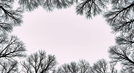 Bare Winter Tree Branches Framing White Sky Minimalist