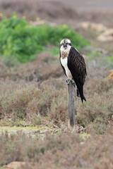 The Osprey, fine art portrait (Pandion haliaetus)