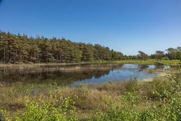 Fanø summer 2024, Denmark - Forest lake on Fanø green fir trees and blue sky and water