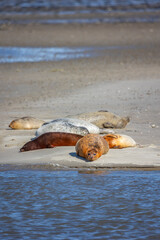 Fanø summer 2024, Denmark - Seals on sandbank at Fanø coast