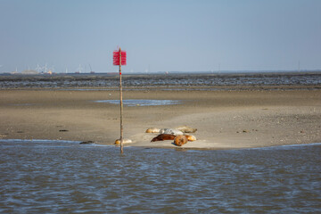 Fanø summer 2024, Denmark - Seals on sandbank at Fanø coast