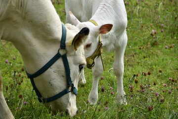 A cow mother and a cute calf are together in a meadow in summer day.