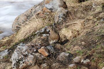 見守られている私たち We are under the watchful eye of  the rock ptarmigan