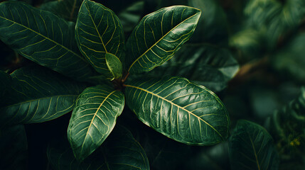 Natural green foliage, natural background
