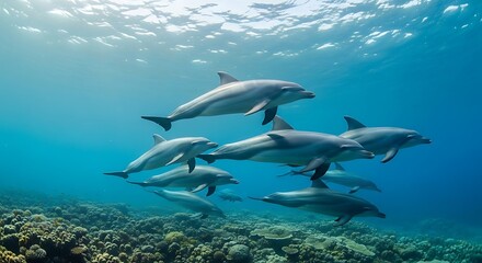 Obraz premium Majestic Dolphins Swimming Over a Vibrant Coral Reef