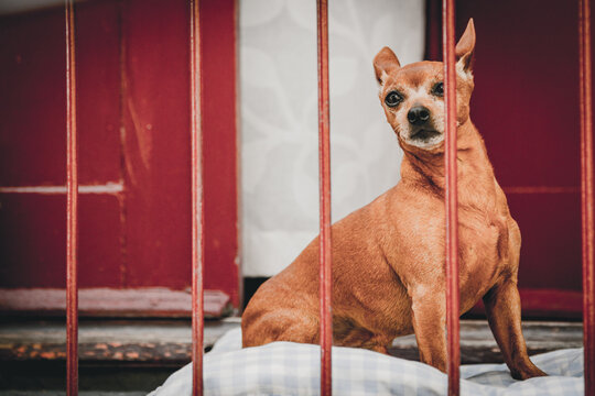 Porto, Portugal - 17 June 2022: View of a small brown dog, framed by the vertical bars of a painted red gate, sitting patiently on a soft, patterned cushion.