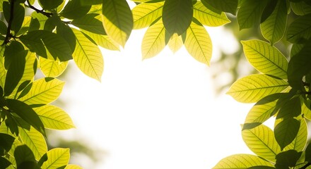 Lush Green Leaves Framing a Bright White Sky, Creating a Natural Border and Fresh Atmosphere