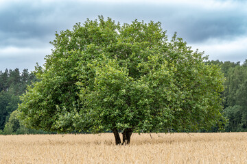 Lone Green Tree in Golden Grain Field – Symbolic Landscape of Nature, Agriculture, and Seasonal Contrast