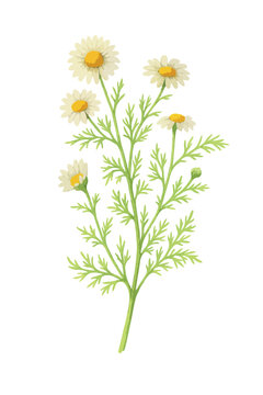 Vintage watercolor illustration of chamomile (Matricaria chamomilla) herb with flowers and leaves. Vector isolated on white background.