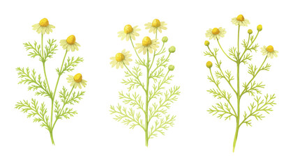 Set of three chamomile (Matricaria chamomilla) watercolor illustrations with detailed stems, leaves and flowers. Vectors isolated on white background.