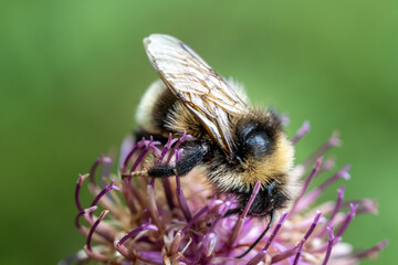 Bumblebee on Thistle Flower in Summer – Fuzzy Insect Collecting Nectar in Vibrant Macro Scene