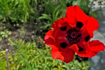 Bright red single poppy flower in nature