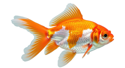 Isolated Goldfish