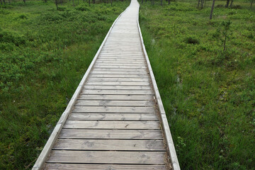 Wooden bridge in green marshland - boardwalk hiking