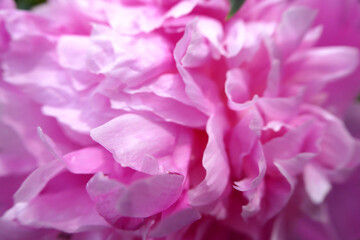 Full-frame macro shot of delicate pink petals