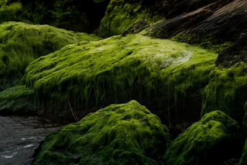 View of vibrant green algae blankets the rugged, dark rocks, creating a striking contrast of textures and colors along the shoreline, Mandurah, Western Australia, Australia.