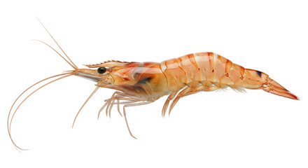Isolated Shrimp