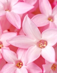 Naklejka premium Close-up of delicate pink flowers (1)