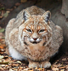 Bobcat Resting on Forest Floor